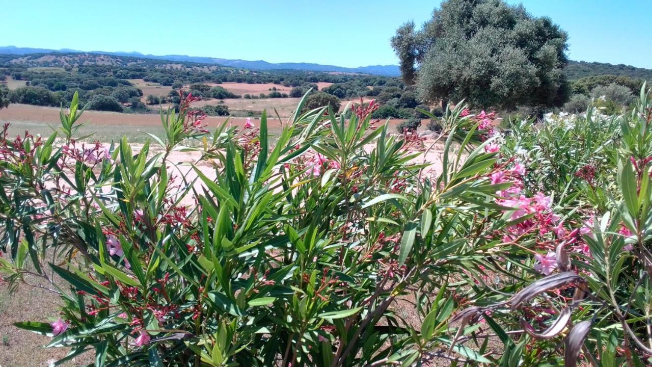 B&B Andrieddu Telti Εξωτερικό φωτογραφία